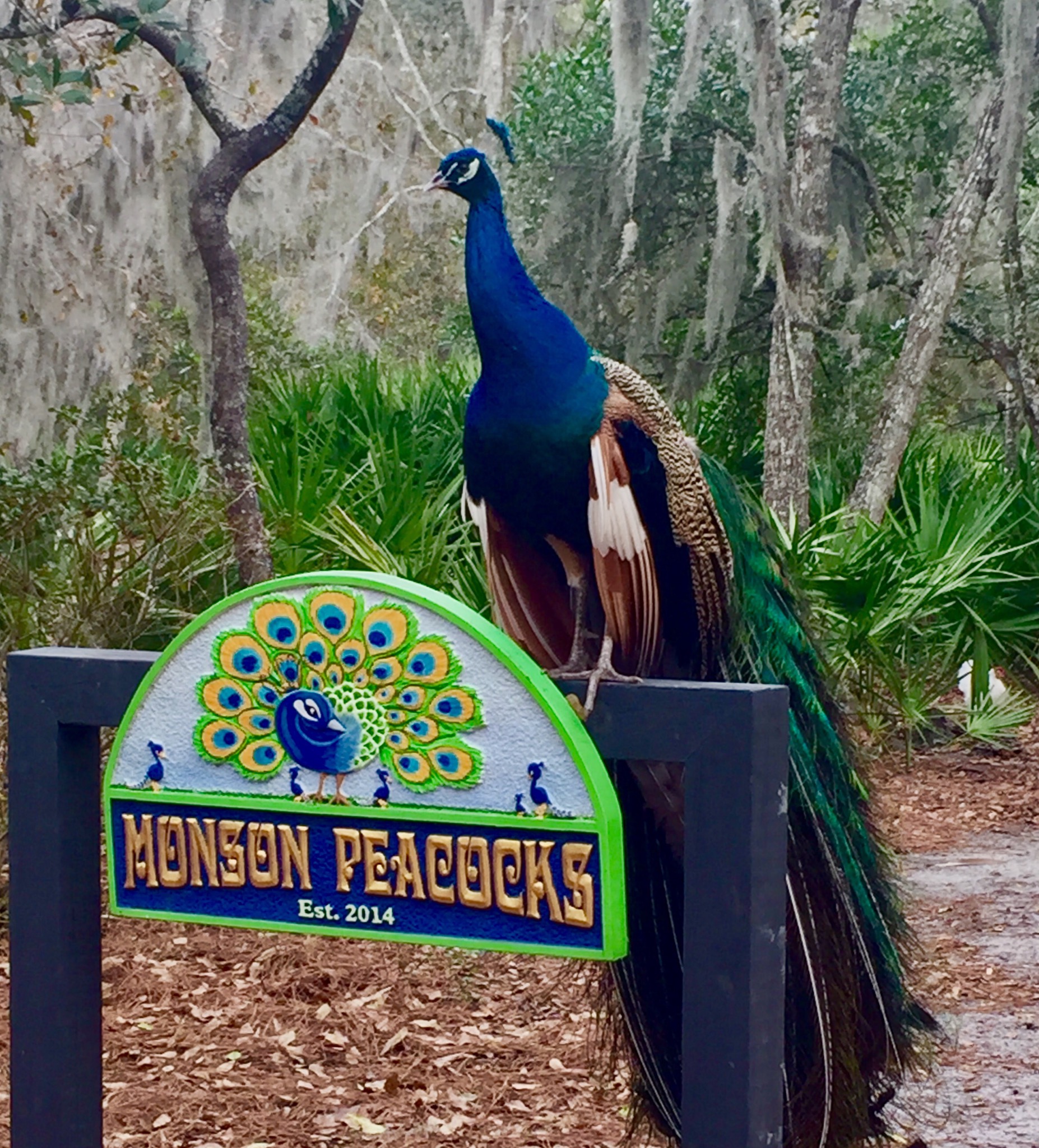 Monson's Peacocks